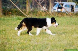 如何训练边境牧羊犬,从基础到进阶