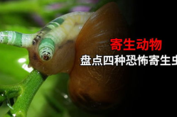卑鄙无耻指什么生肖,十二生肖中，哪个生肖被传统视为卑鄙无耻的代表？”